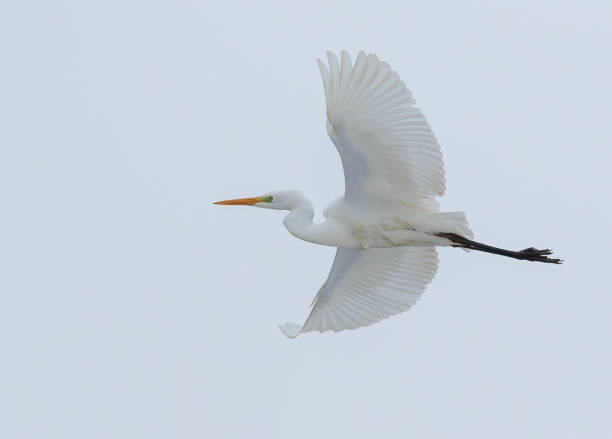 istock Great egret, Ardea alba. A bird flies against the sky 1961843233