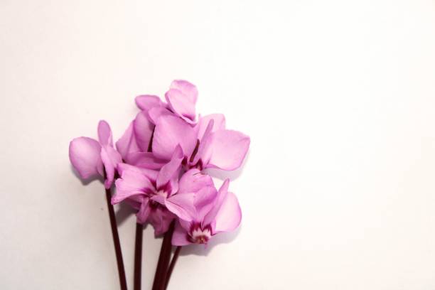 Wildflowers pink color on white background