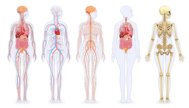 Vector illustration of The human skeleton, internal organs, circulatory system, and nervous system of the female human body.