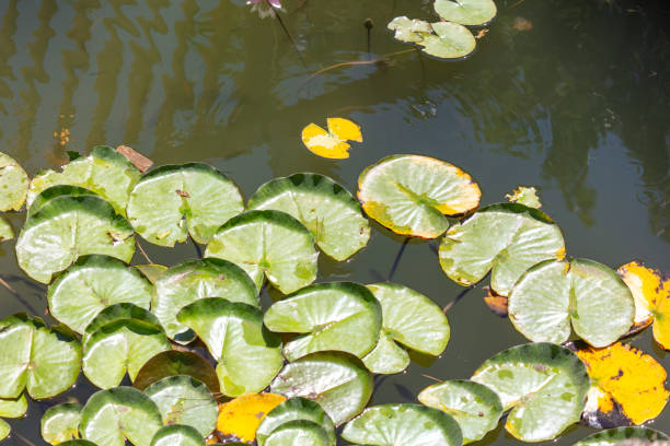 Green leaves float on the lake water.