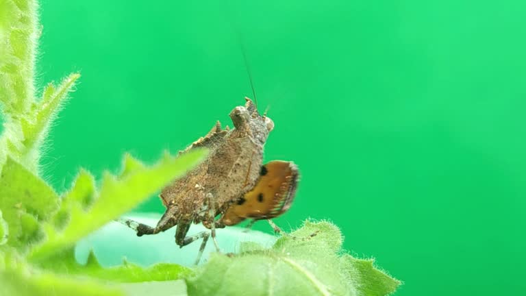 Beautiful Indian camouflage mantis (praying mantis) isolated on green background.