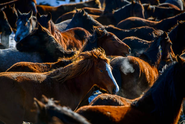 istock Large group of wild horses in nature 1961864486