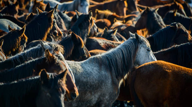 istock Large group of wild horses in nature 1961864488