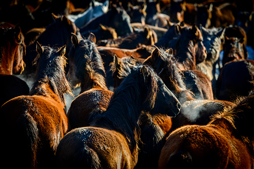 Two Icelandic horses nuzzling in the idyllic countryside of North-West Iceland.