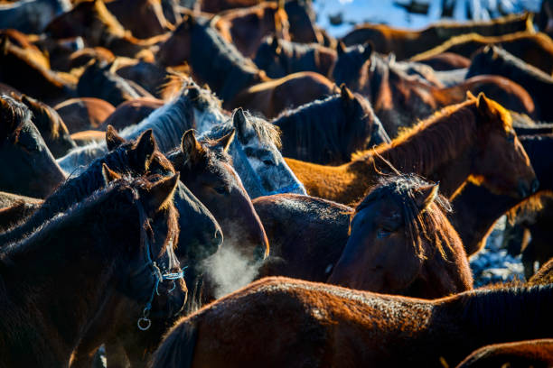 istock Large group of wild horses in nature 1961865023