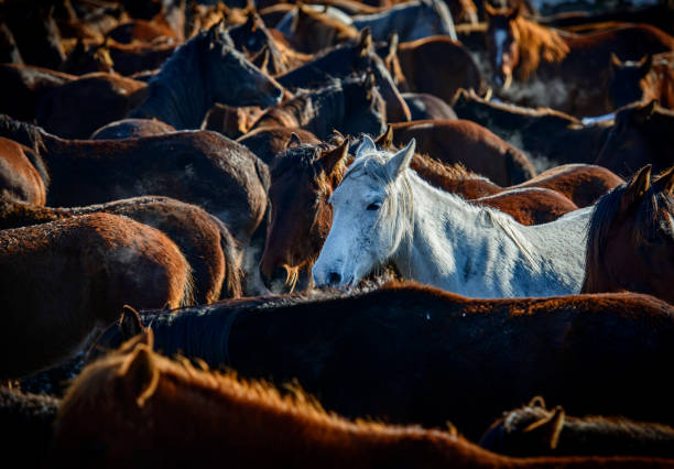 Large group of wild horses in nature