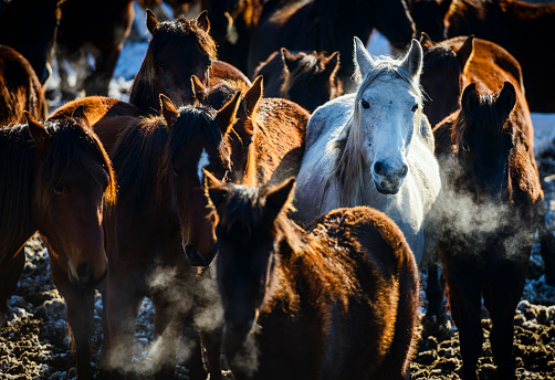 Large group of wild horses in nature