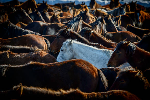 istock Large group of wild horses in nature 1961866055
