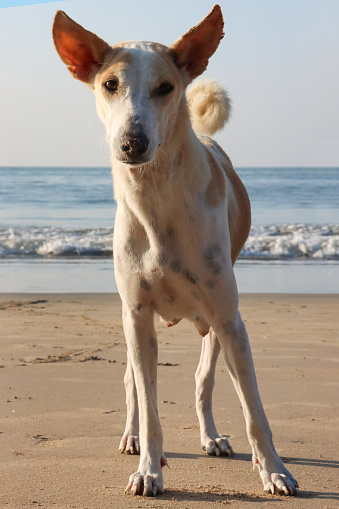 Stock photo showing close-up view of wild, stray, mongrel dog standing on compacted sand of a sunny sandy beach with waves breaking at low tide behind.