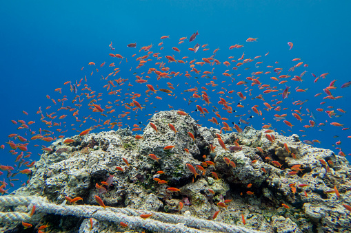 Colorful, picturesque coral reef at the bottom of tropical sea, hard corals and fishes Anthias, underwater landscape. Mooring line attached to the reef