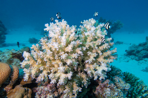 Colorful, picturesque coral reef at sandy bottom of tropical sea, stony corals and fishes Dascyllus, underwater landscape