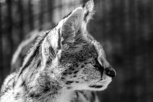 The African Serval is a wild cat that is medium-sized with large ears and spotted fur and is native to Africa.