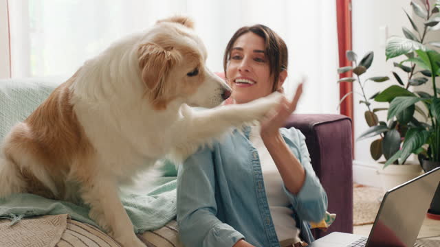 Happy, remote work and woman high five dog with support and success in home with laptop. Excited, person and touch pet with hand to paw of animal for celebration of computer, news and achievement
