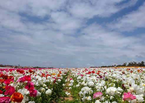 Colorful daisy flowers fill fields in the West Coast National Park in early Spring. Spring flowers in the Postberg National Park