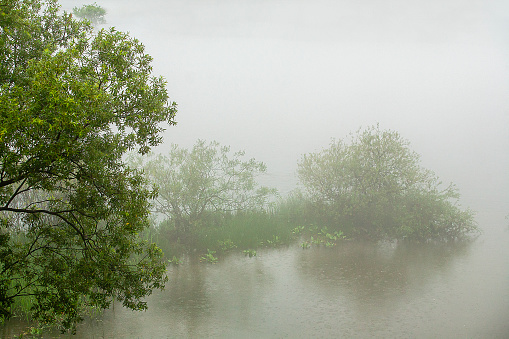 foggy riverside