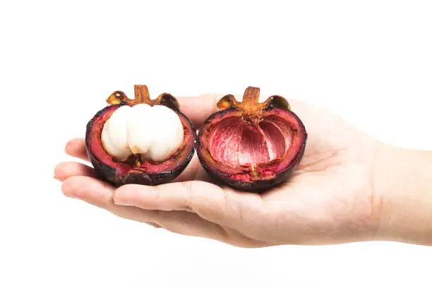 Hand holding half cut sliced a fresh organic mangosteen delicious fruit iwith peel solated on white background clipping path