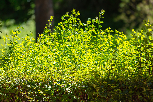 Green leaves on a plant in summer.