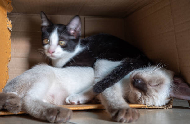 istock Siamese Cat Deep Sleeping in The Old Paper Box 1961922112