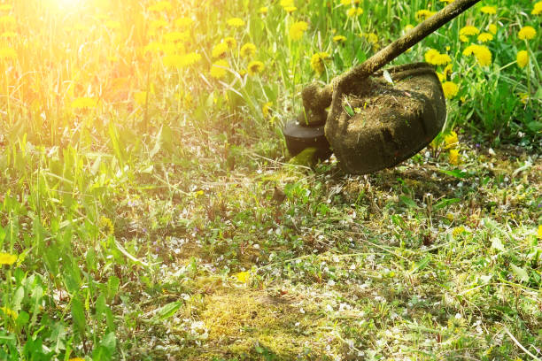 istock work to mow grass and dandelions with a trimmer. the process of mowing tall grass with a trimmer. selectively focus on the uncut grass and scatter the particles of the mown grass 1961922628
