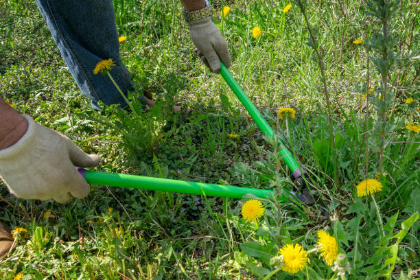 istock cut the hedge. Cutting weeds with garden shears 1961922633