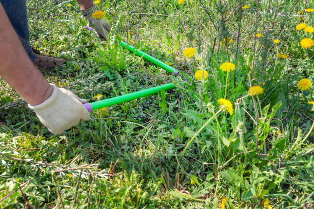 istock cut the hedge. Cutting weeds with garden shears 1961922636