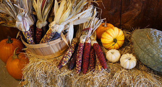 colorful Indian corn and colorful pumpkins decoration on hay