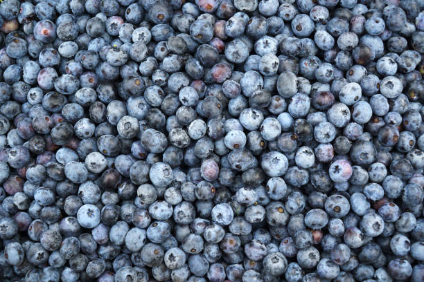 istock fresh picked blueberry with green leaves 1961925240