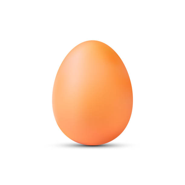illustrazioni stock, clip art, cartoni animati e icone di tendenza di realistic egg vector design on white background. - white background brown animal egg ellipse