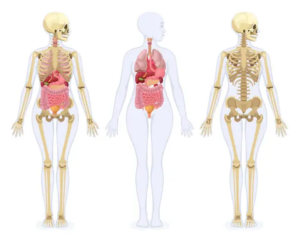 Vector illustration of The human skeleton, and internal organs of the female human body.