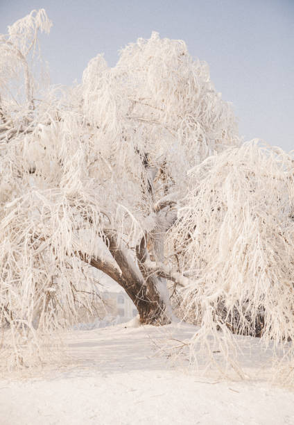 Branches of winter barren tree leaning over the frozen over canal lit up by sunlight with mansions in the background