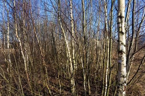 Tall birch trees - early spring in the park - sunny day in the forest of white birch trees
