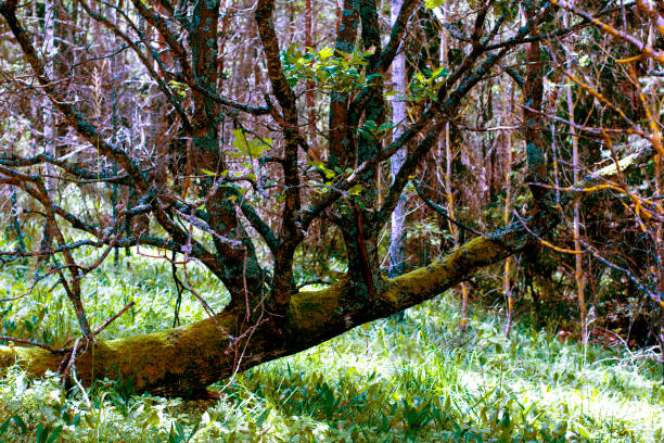 Vivid Green Forest in Masovia Landscape Park, Poland