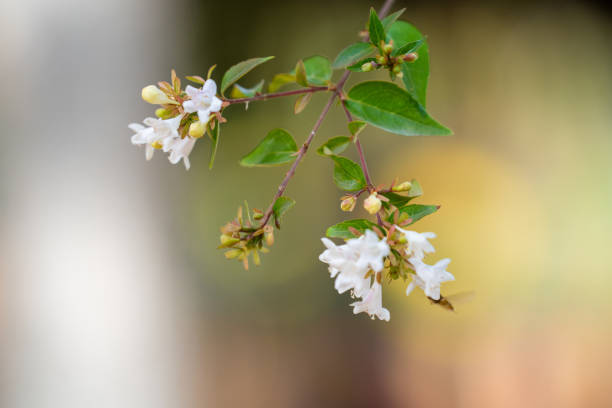 istock Abelia grandiflora in the botanical garden. Abelia is a previously recognized genus that contained about 30 species and hybrids. 1961948008