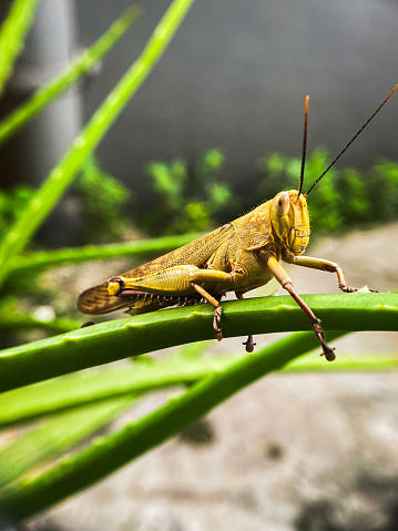 Common field grasshopper sitting on a green leaf macro photography in summertime. Common field grasshopper sitting on a plant in summer day close-up photo. Macro insect on a green background.