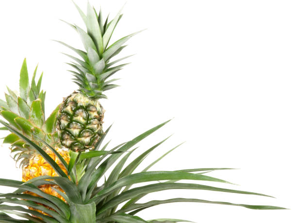 istock Pineapple Plant on white Background - Isolated 1961959128