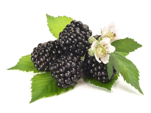 istock Blackberries with Blossom on white Background - Isolated 1961959696