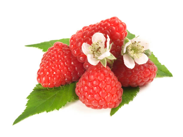 istock Raspberries with Blossom on white Background - Isolated 1961960760