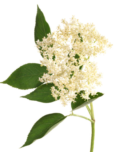 istock Elderberry Blossom on white Background - Isolated 1961960766