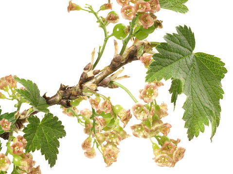 Currant Blossoms on white Background