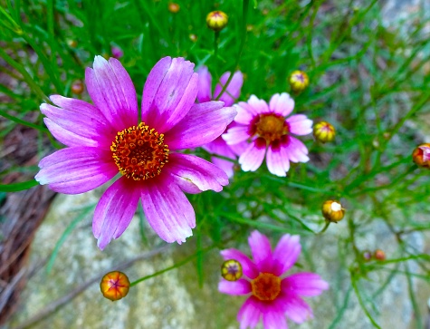 A close-up of pink Coreopsis 'Heaven's Gate'
flowers growing amongst the grass