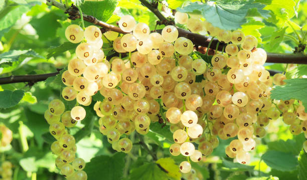 istock Ripe white Currants on a Currant Bush in Summertime 1961961864
