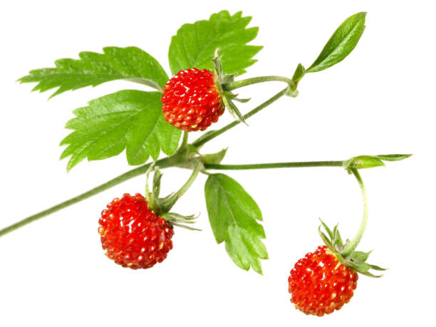 istock Wild Strawberries on a Twig on white Background - Isolated 1961964545