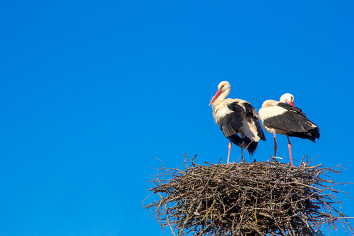 A pair of storks sitting in the nest placed, blue clear sky in the background. Symbol and concept of loyalty and tenderness