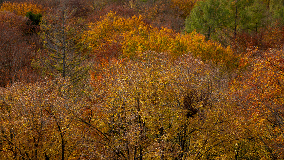 An autumn scene in the forest