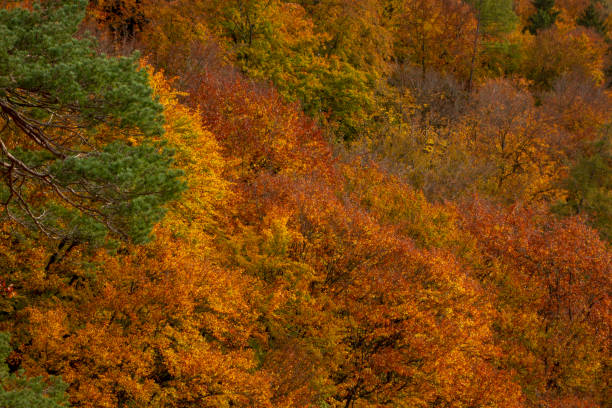 Colors of Nature