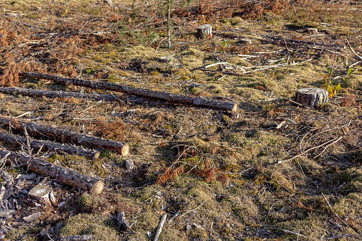 Deforestation - sawn trees, tree stumps
