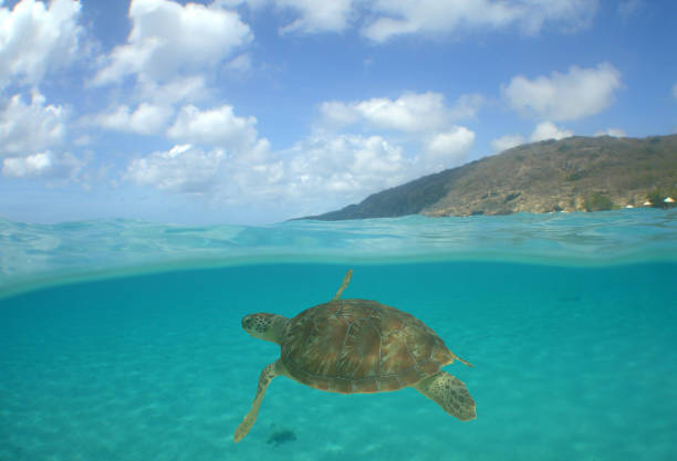 istock a sea turtle swimming on a reef 1962000748