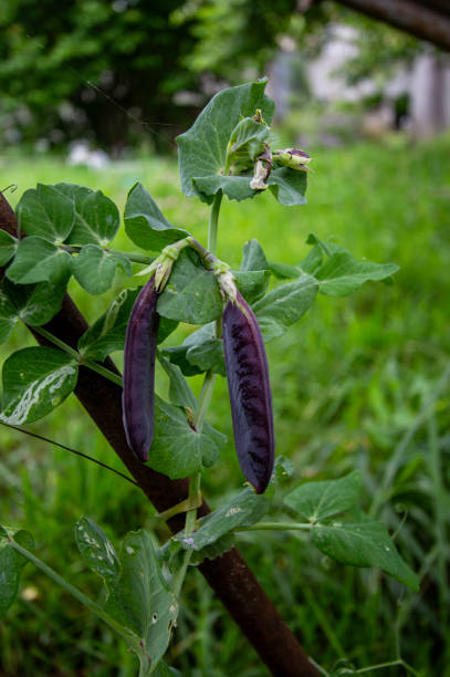 istock Peas with beautiful purple pods 1962004408