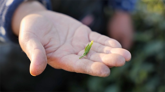 A close-up shot of a person showing a small green plant on their palm