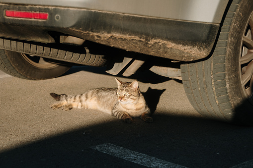 A cat lying under a car